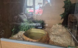 Corn Snake reptiles for sale: 2 corn snakes - Image 5