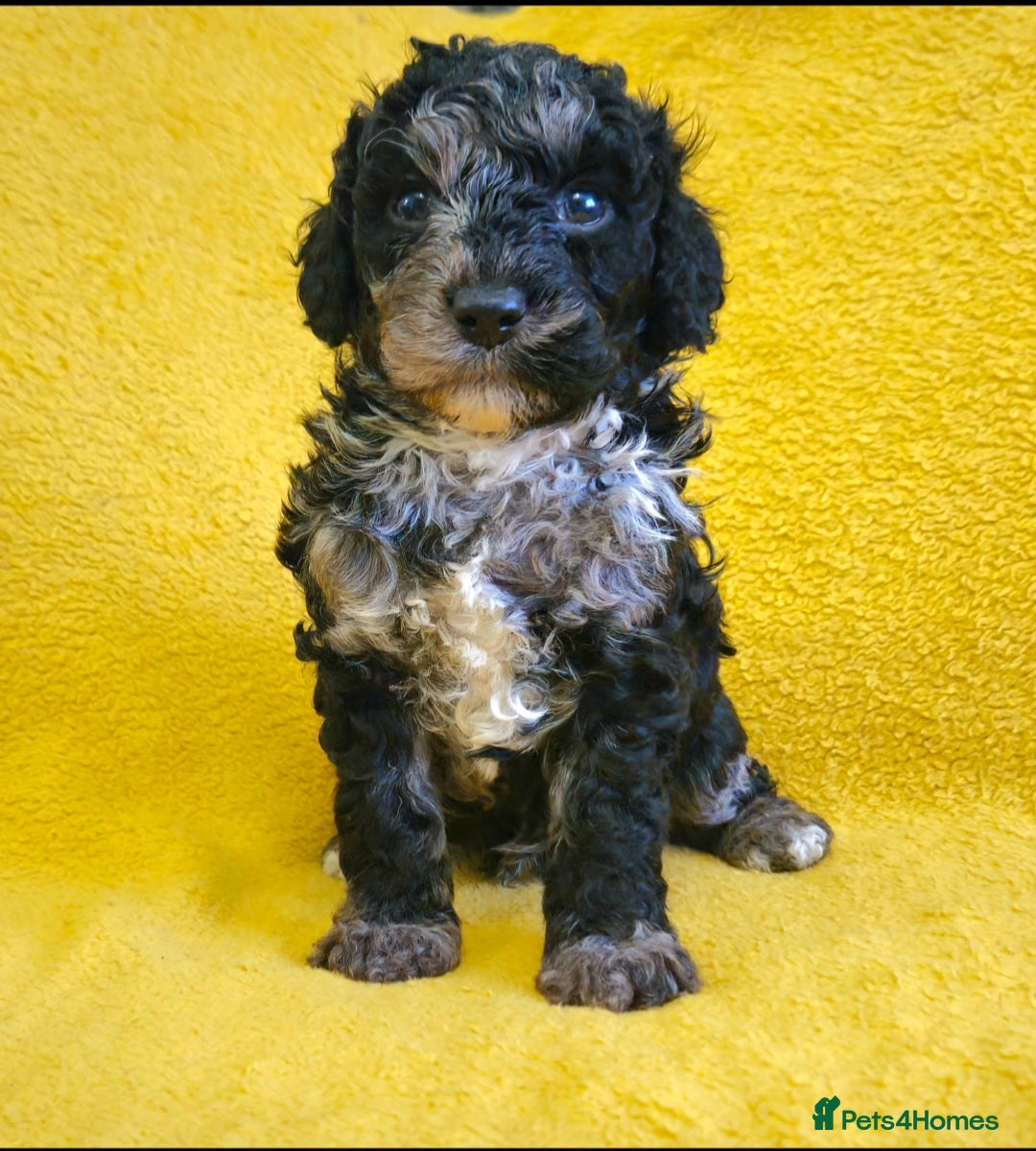 Cockapoo dogs  F1b Rare toy  cockerpoos  - Advert 4