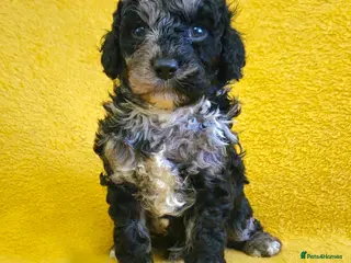 Cockapoo dogs F1b Rare toy cockerpoos - Advert 4