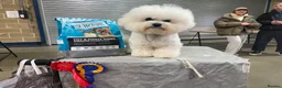 Bichon Frise dogs for sale: Champion Pedigree Bichon Frise Puppies in Maldon - Advert 15
