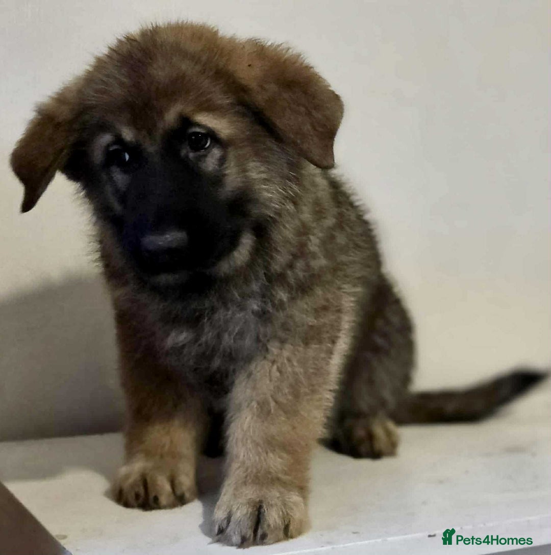 German Shepherd dogs for sale: German shepherd pups  - Image 3