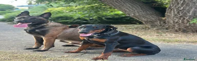 Dobermann 1