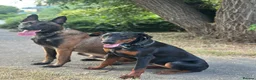 Dobermann dogs for sale: Female Doberman Puppy for Sale – 10 Months Old in Luton - Advert 2