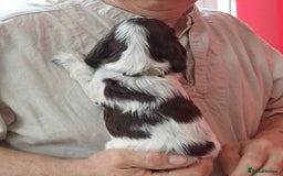 Cocker Spaniel dogs for sale: Kc Reg show type cocker spaniel puppies  - Image 17