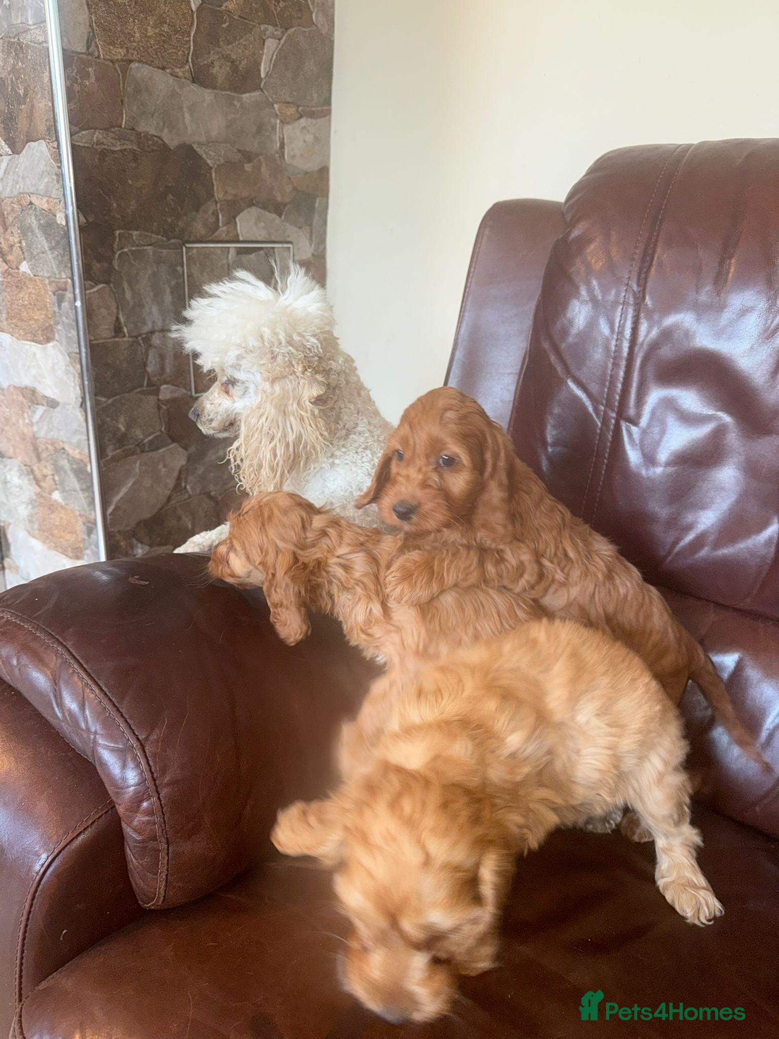 Cavapoo dogs stunning cavapoo pups  - Advert 1