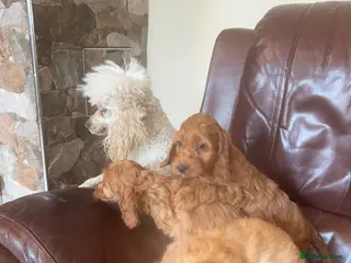 Cavapoo dogs stunning cavapoo pups - Advert 3