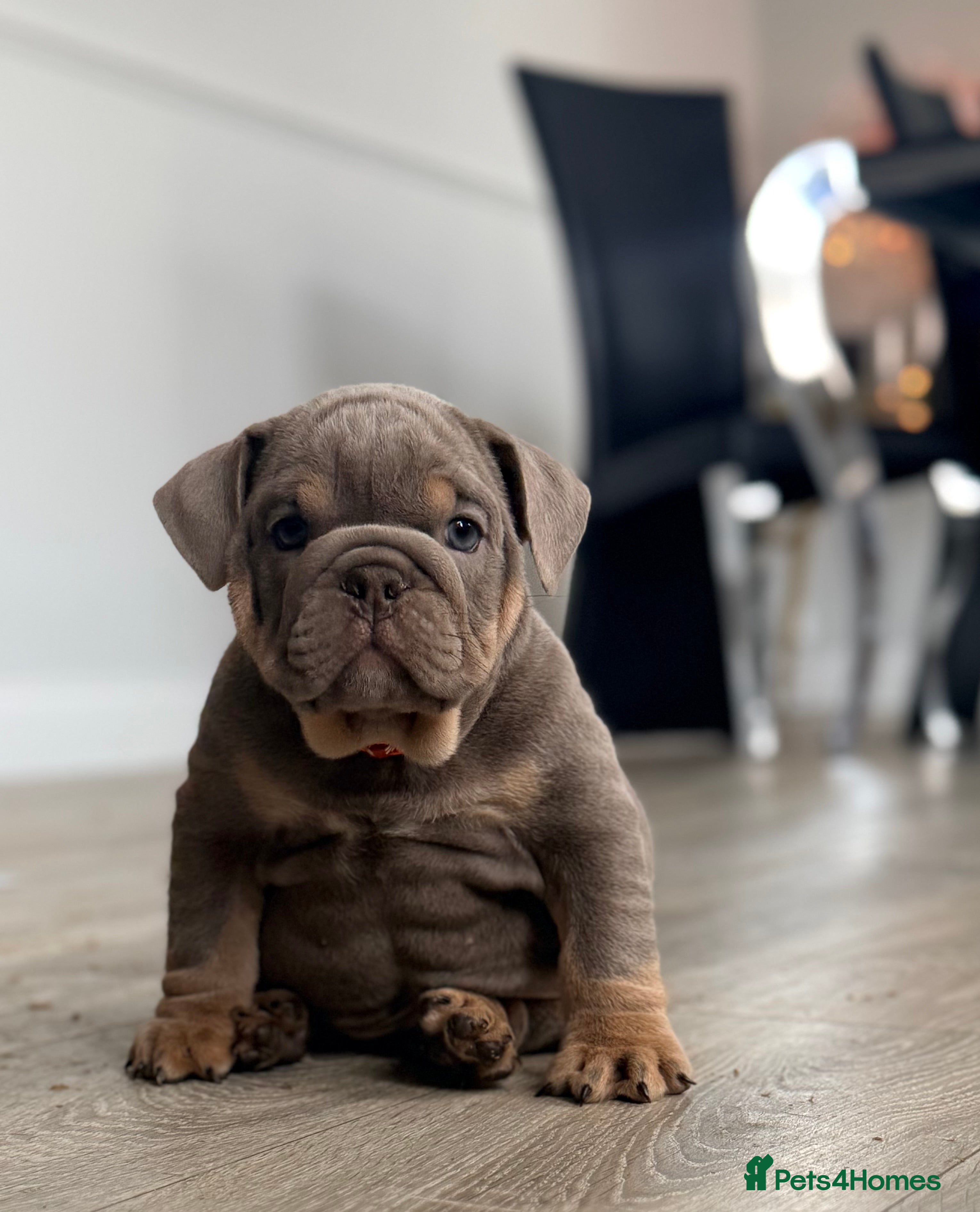 English Bulldog dogs Stunning English Bulldog Puppies 2 females left - Advert 6