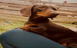 Miniature Dachshund dogs for stud: Stud Available  - Image 1
