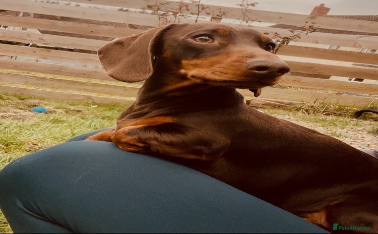 Miniature Dachshund dogs - Advert 3