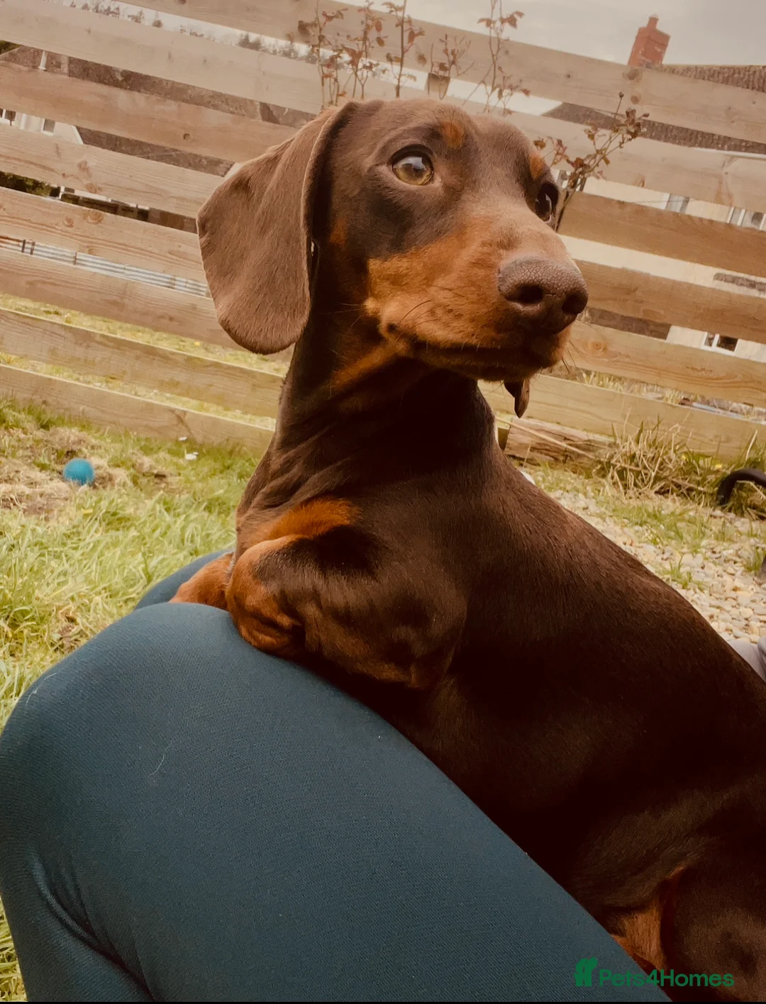 Miniature Dachshund dogs for stud: Stud Available  - Advert 1