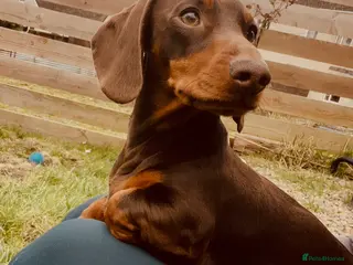 Miniature Dachshund dogs Stud Available - Advert 1