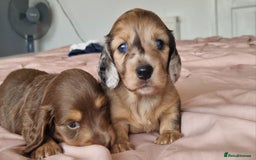 Miniature Dachshund dogs for sale: Long hair minature dachshunds - Image 4