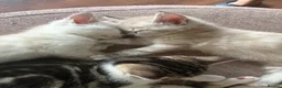 Mixed Breed cats for sale: 5 kittens- 2 boys and 3 girls - Advert 4