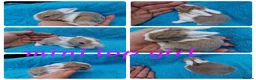 Mini Lop rabbits for sale: Mini lops, lionheads, netherland dwarf pure breeds - Advert 2