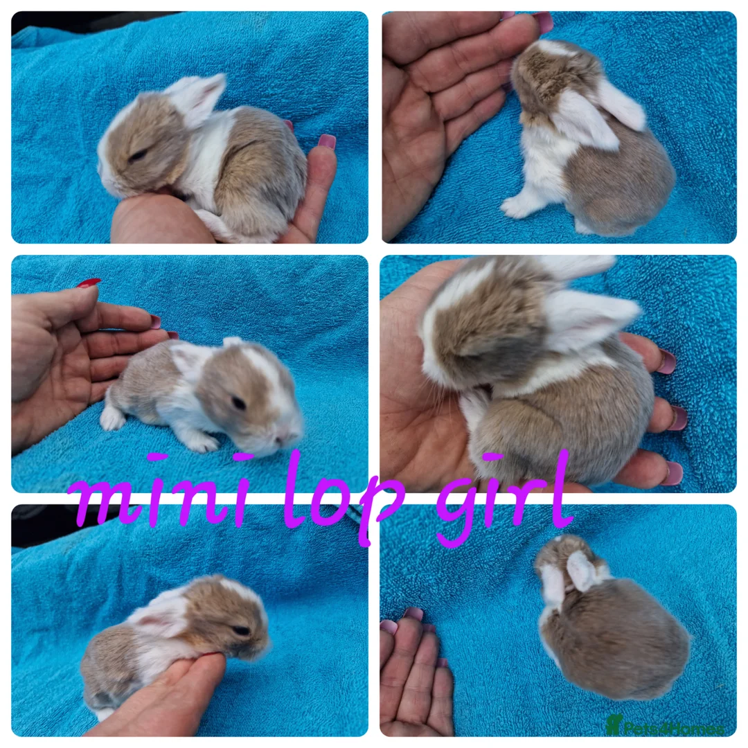 Mini Lop rabbits for sale: Mini lops, lionheads, netherland dwarf pure breeds - Advert 2