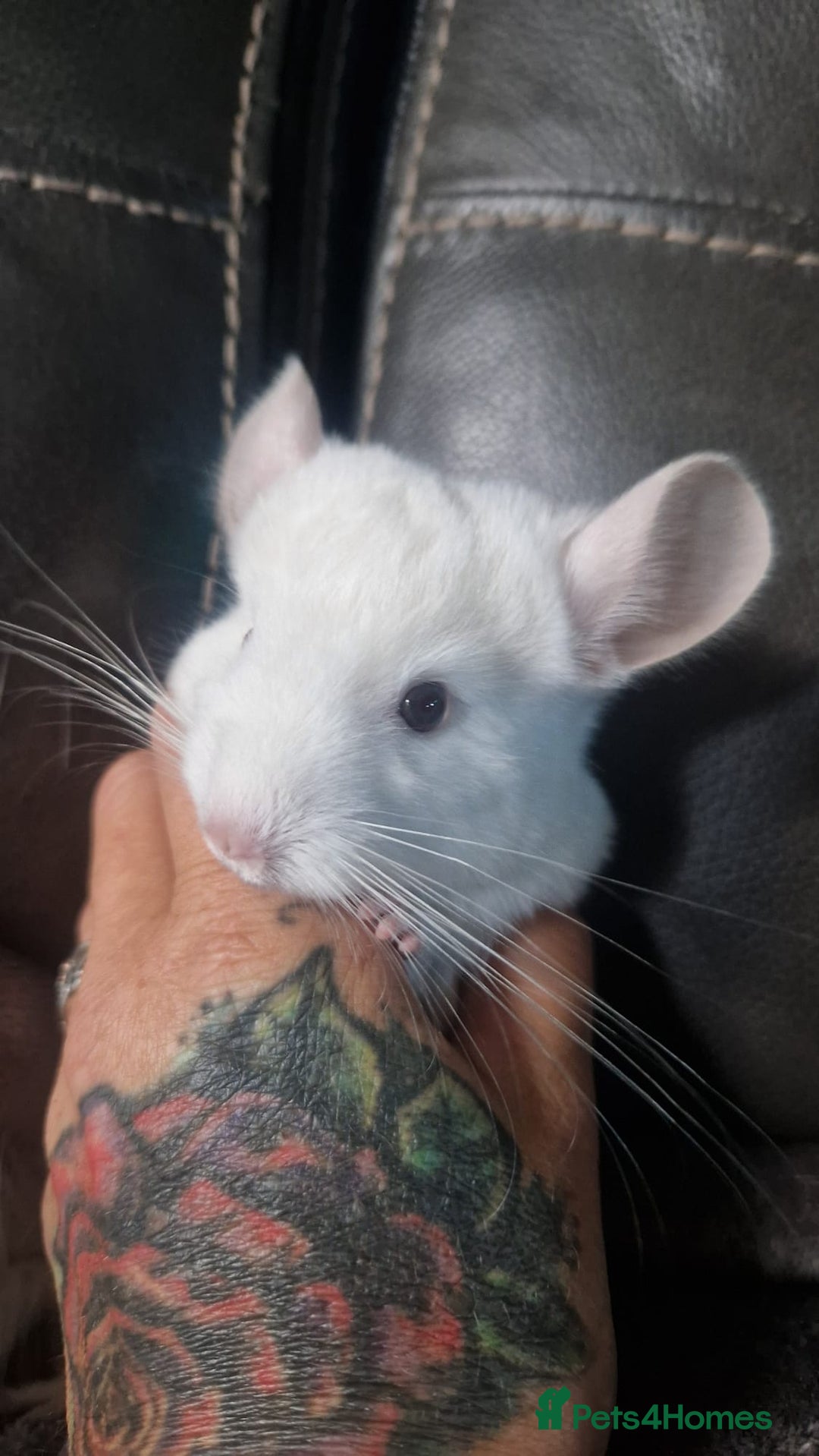 Chinchilla rodents for sale: Pink White albino chinchilla  - Image 4