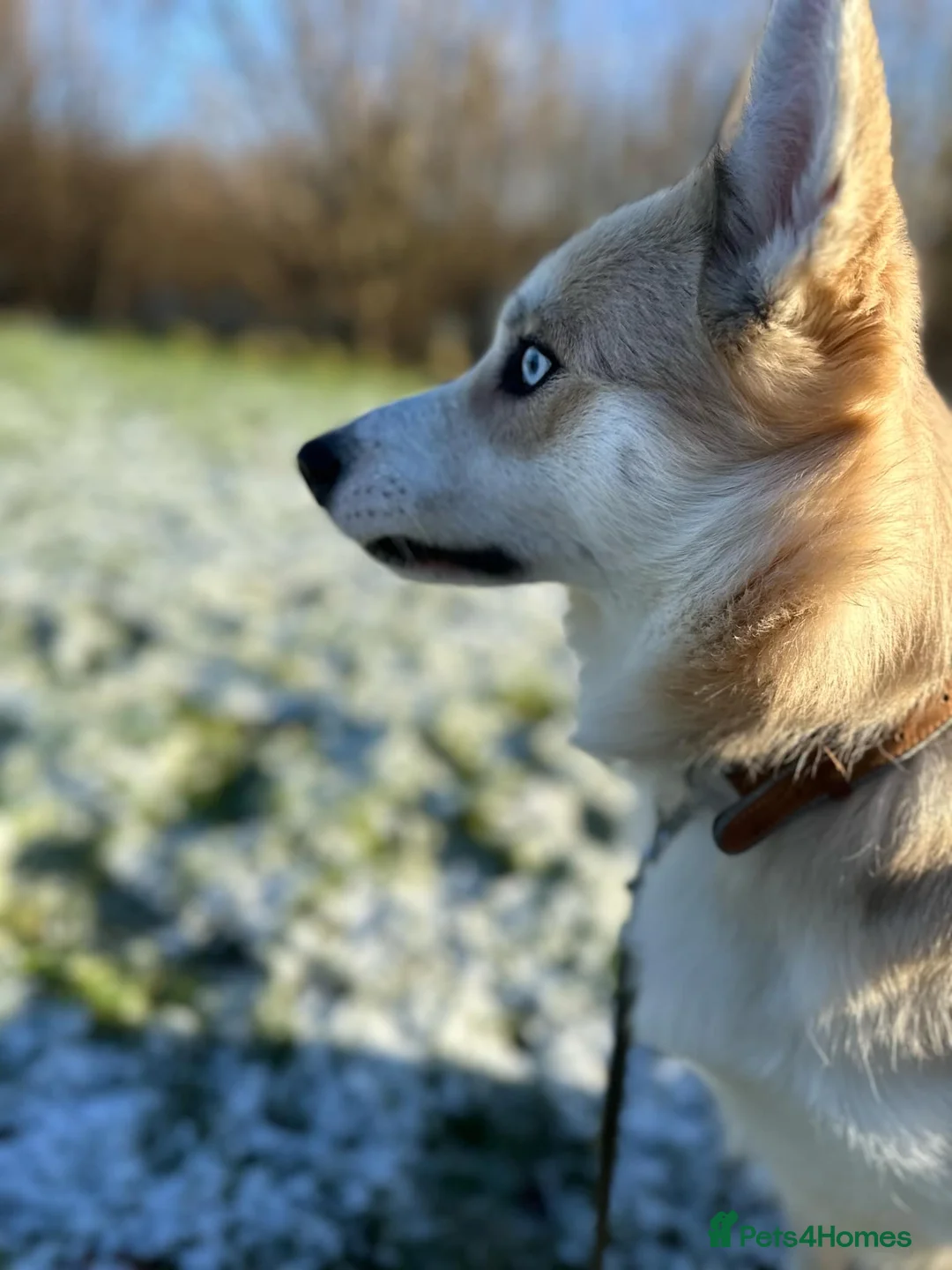 Pomsky dogs for stud: Proven quality F2 proven stud in Andover - Advert 11