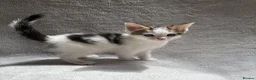 Mixed Breed cats for sale: Adorable Kittens Looking for Their Forever Home - Advert 15