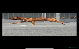 American Bull Staffy dogs for stud: Diego staffy cross bully stud  - Image 1