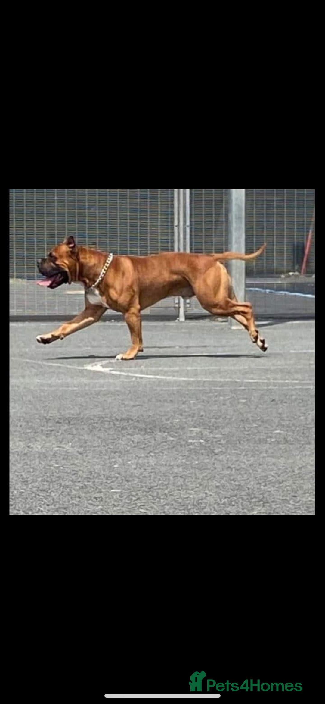 American Bull Staffy dogs for stud: Diego staffy cross bully stud  - Image 1