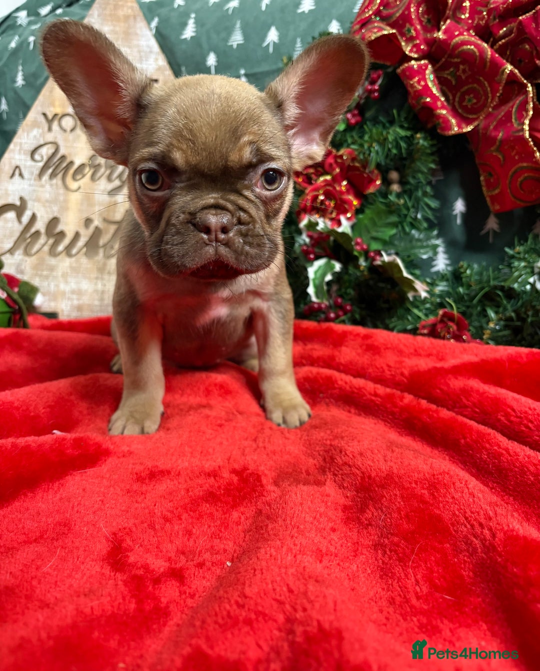 French Bulldog dogs for sale: French Bulldog Gorgeous Colours Available - Advert 5