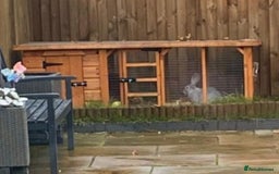 Continental Giant rabbits for sale: M&F Bonded Giant Cont Rabbits - Free To Good Home - Image 5