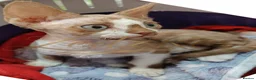 Devon Rex cats for sale: Beautiful Devon Rex Kitten - Advert 11