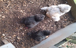 Chickens poultry for sale: Silkie and Silkie Pekin Hens - Image 6