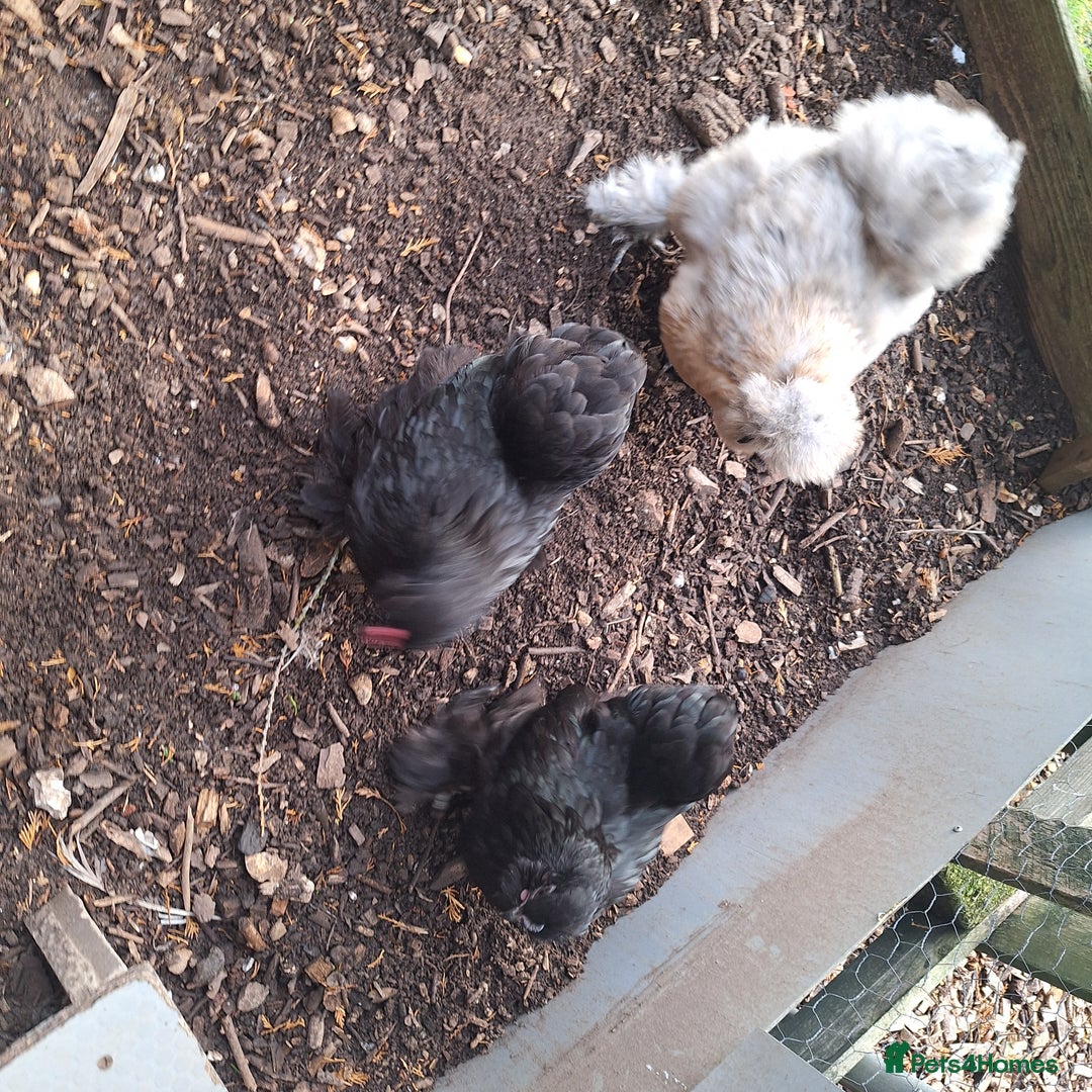 Chickens poultry for sale: Silkie and Silkie Pekin Hens - Image 6