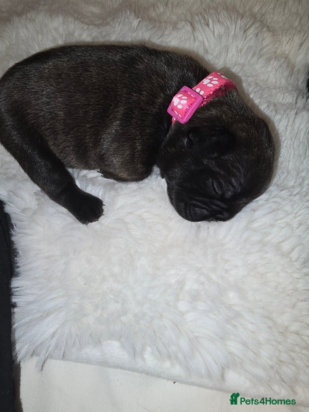 French Bulldog dogs for sale: 2 beautiful female French bulldogs - Advert 2