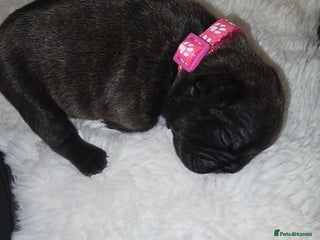 French Bulldog dogs 2 beautiful female French bulldogs - Advert 16