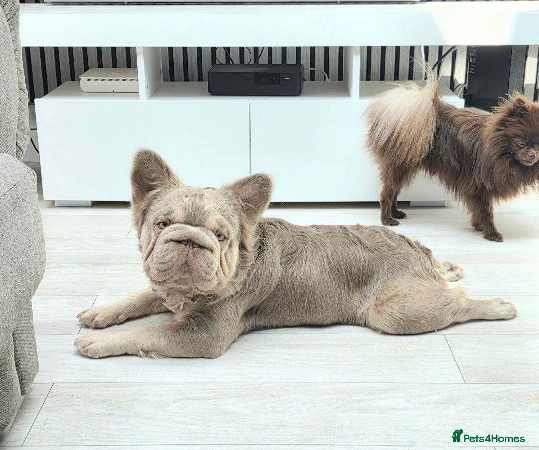 French Bulldog dogs New shade Isabella tan boy 16 months opd - Advert 12