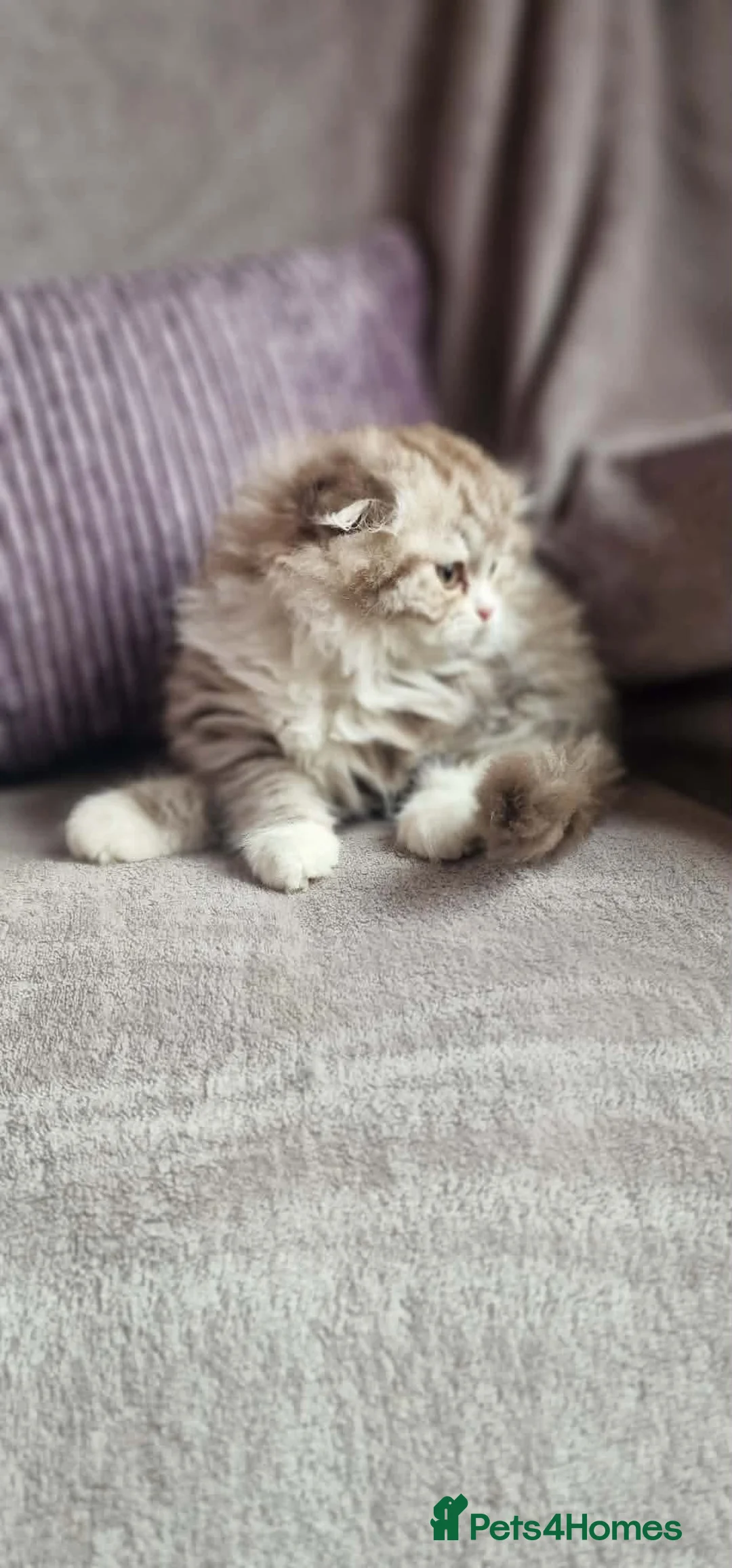British Shorthair cats for sale: British shorthair scottish fold British longhair  - Advert 15
