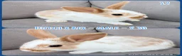 Mixed Breed rabbits for sale: Dutch x Rex Baby Rabbits - Advert 14