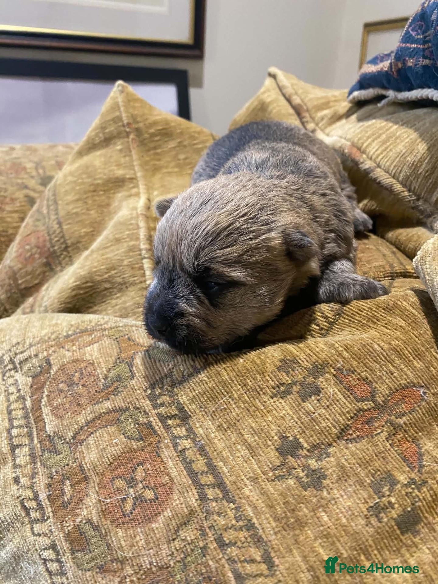 Cairn Terrier dogs for sale: KC reg cairn terrier puppies - Advert 1