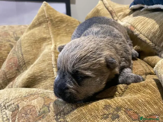 Cairn Terrier dogs for sale: KC reg cairn terrier puppies - Advert 1