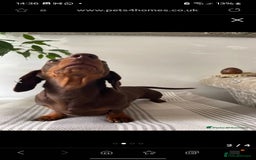 Miniature Dachshund dogs for sale:                  KC REG MINATURE CHOCOLATE AND TAN - Image 4