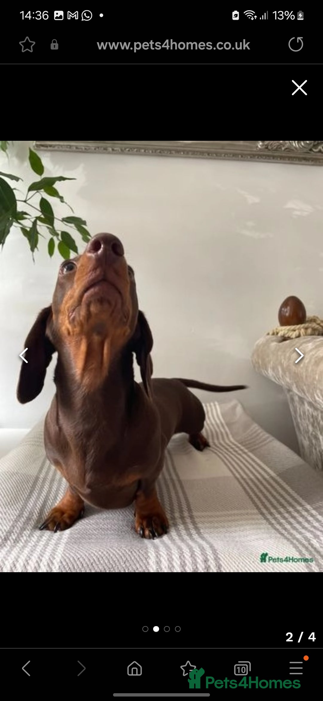 Miniature Dachshund dogs for sale:                  KC REG MINATURE CHOCOLATE AND TAN - Image 4