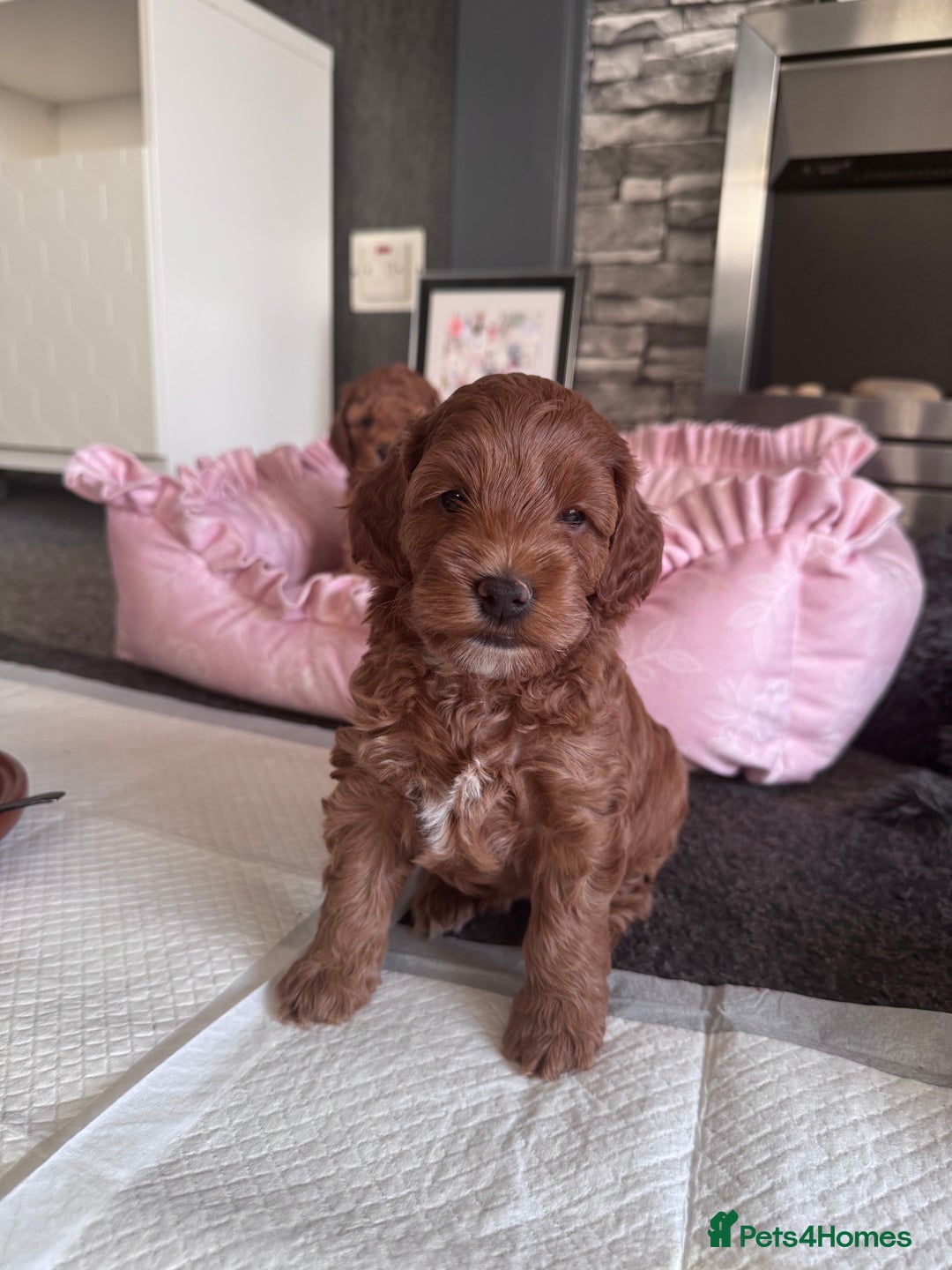 Cockapoo dogs for sale: Stunning Miniature Cockapoo puppies. - Advert 2