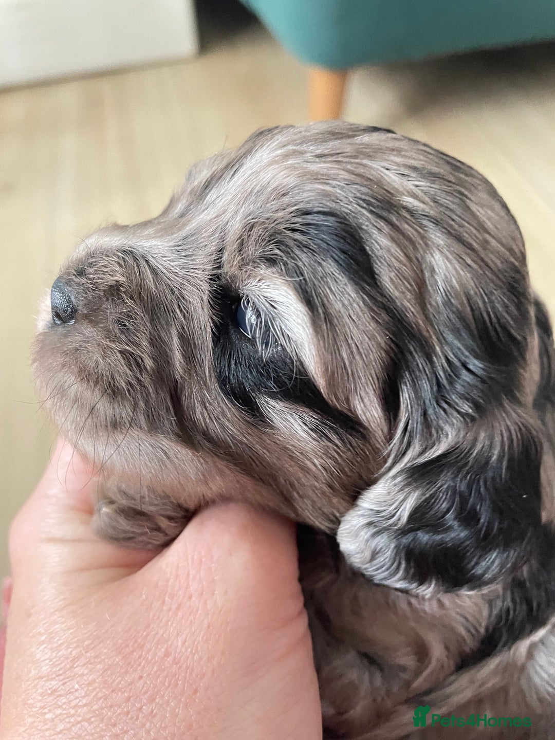Cavapoo dogs for sale: F1 cavapoos puppies DNA Clear  - Image 10