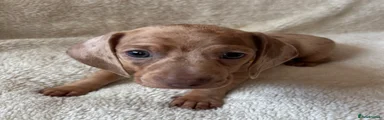 Dachshund 8
