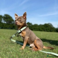 Chihuahua dogs for stud: 🏆⭐️Our SUPER STUD Duke, is just that⭐️🏆 in Hornchurch - Advert 1