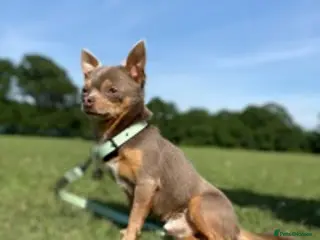 Chihuahua dogs 🏆⭐️Our SUPER STUD Duke, is just that⭐️🏆 in Hornchurch - Advert 24