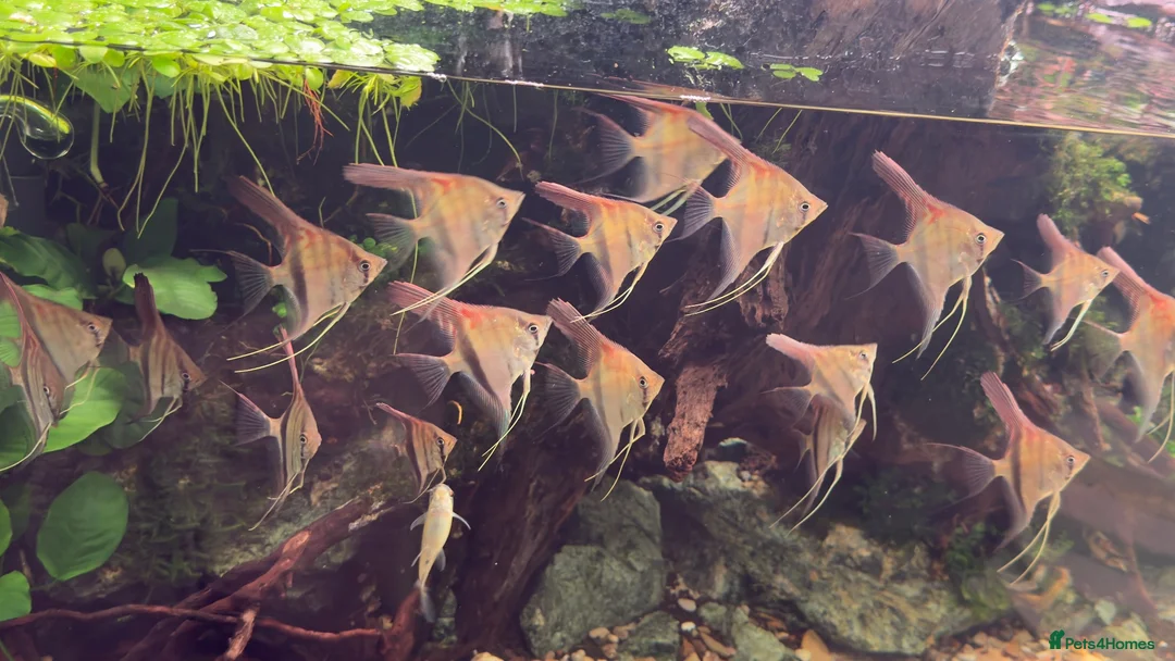 Angelfish fish for sale: Manacapuru Red Back Angelfish  in Stockton-on-Tees - Advert 1