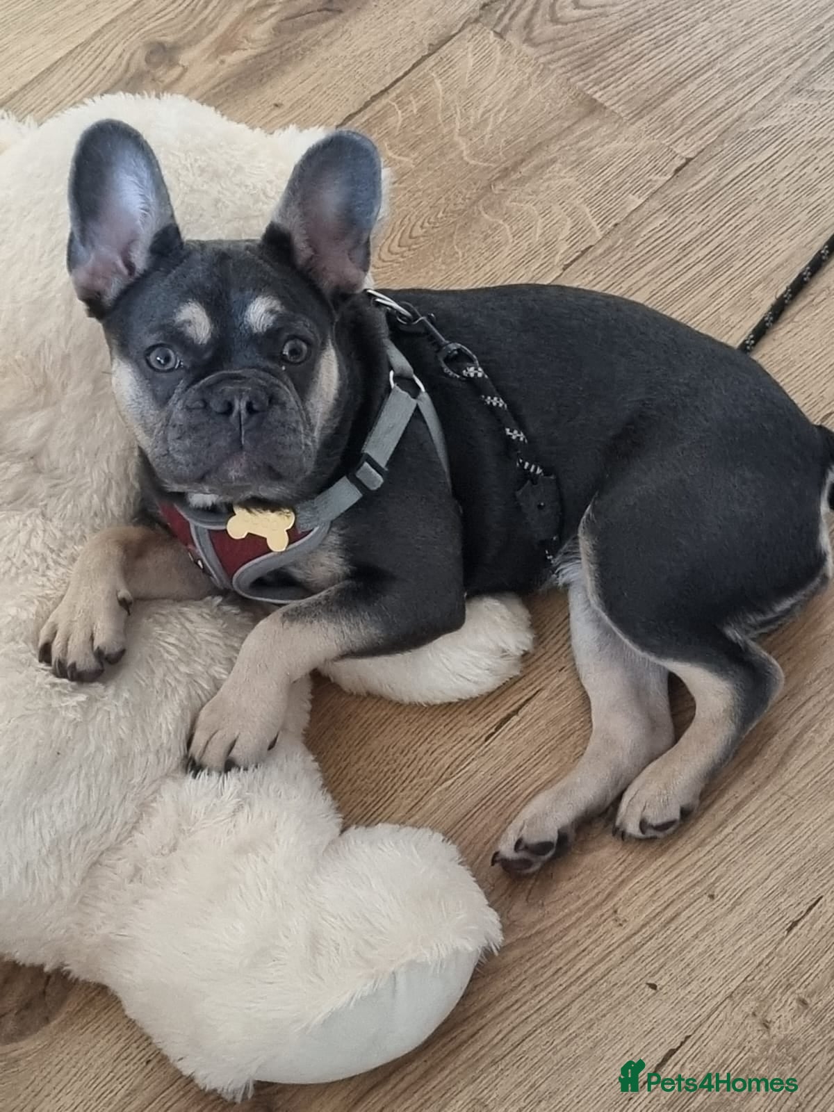 French Bulldog dogs French Bulldog Coco - Advert 3