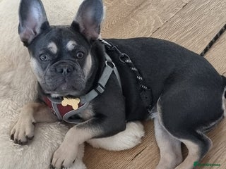 French Bulldog dogs French Bulldog Coco - Advert 5