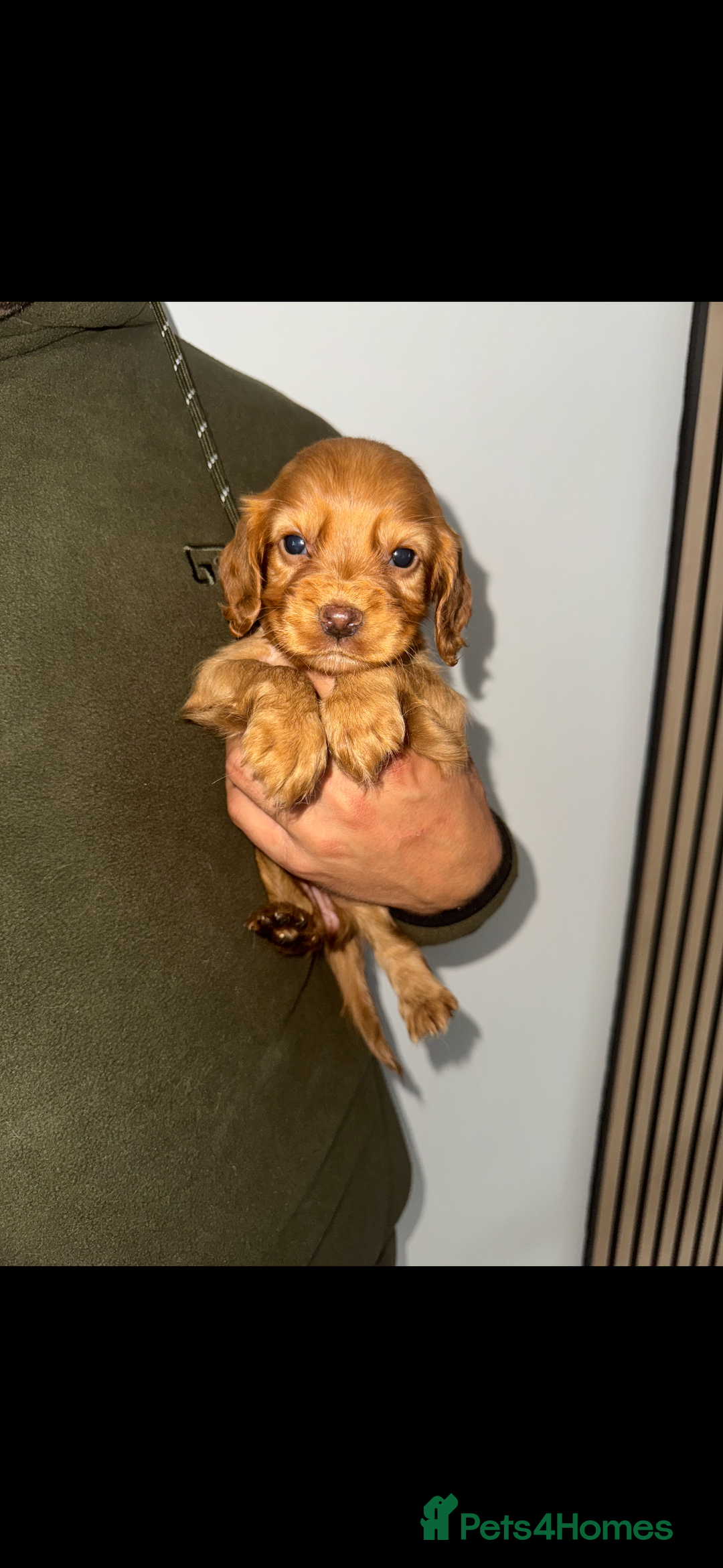 Cocker Spaniel dogs for sale: 8 beautiful working cocker spaniels  🏠  - Image 3