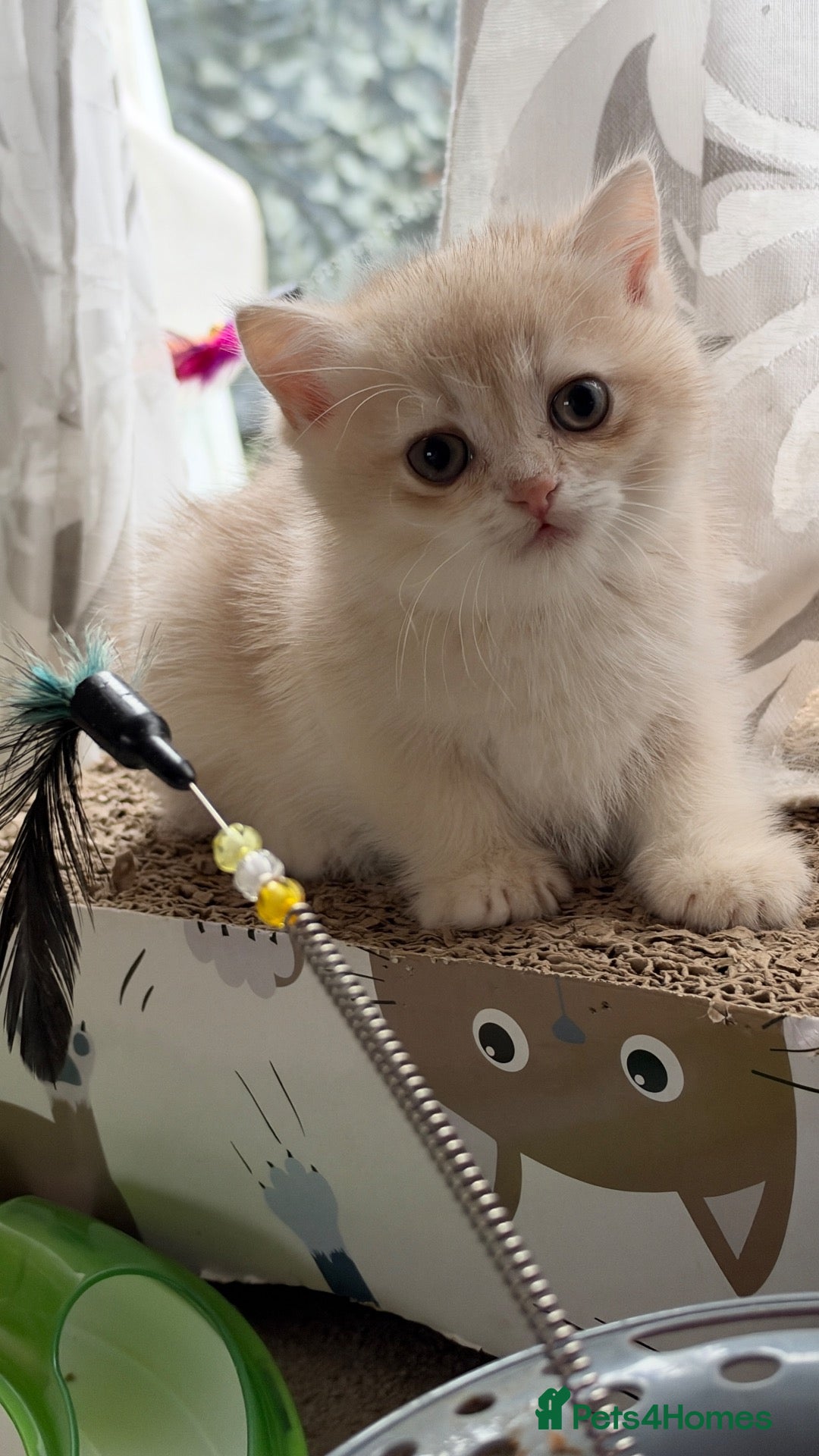 British Shorthair cats for sale: BSH GCCF ONLY ONE LILAC BOY KITTEN LEFT  - Advert 9