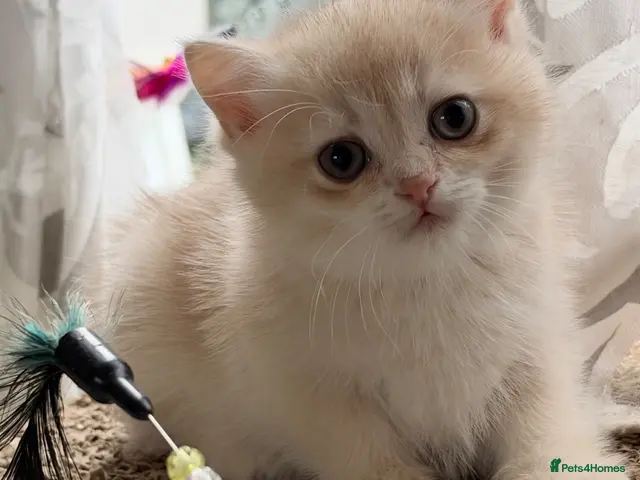 British Shorthair cats for sale: BSH GCCF ONLY ONE LILAC BOY KITTEN LEFT - Advert 9