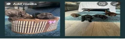 Mixed Breed dogs for sale: Cockapoo - Advert 8